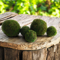 3 Inch + 5 Inch Moss Balls Multiple Sets Dough Bowl Fillers - Ranch Junkie Mercantile LLC 